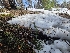  ( - FDS-CA-03580)  @11 [ ] by-nc (2024) Fresno Mycology Society Fungal Diversity Survey