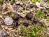  ( - FDS-CA-03582)  @11 [ ] by-nc (2024) Fresno Mycology Society Fungal Diversity Survey