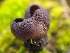  ( - FDS-CA-03582)  @11 [ ] by-nc (2024) Fresno Mycology Society Fungal Diversity Survey