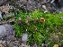  ( - FDS-CA-03583)  @11 [ ] by-nc (2024) Fresno Mycology Society Fungal Diversity Survey