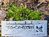  ( - FDS-CA-03584)  @11 [ ] by-nc (2024) Fresno Mycology Society Fungal Diversity Survey
