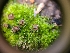  ( - FDS-CA-03584)  @11 [ ] by-nc (2024) Fresno Mycology Society Fungal Diversity Survey