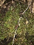  ( - FDS-CA-03350)  @11 [ ] by (2024) Justin Paulin Fungal Diversity Survey