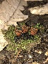  ( - FDS-CA-03350)  @11 [ ] by (2024) Justin Paulin Fungal Diversity Survey