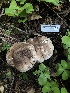  ( - FDS-CA-03353)  @11 [ ] by (2024) Justin Paulin Fungal Diversity Survey