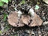  ( - FDS-CA-03353)  @11 [ ] by (2024) Justin Paulin Fungal Diversity Survey