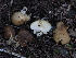  (Lyophyllum sp. decastes-IN01 - FDS-CA-03335)  @11 [ ] by (2024) Justin Paulin Fungal Diversity Survey