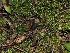  ( - FDS-CA-03338)  @11 [ ] by (2024) Justin Paulin Fungal Diversity Survey