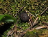  ( - FDS-CA-03338)  @11 [ ] by (2024) Justin Paulin Fungal Diversity Survey