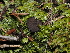  ( - FDS-CA-03338)  @11 [ ] by (2024) Justin Paulin Fungal Diversity Survey
