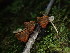  ( - FDS-CA-03350)  @11 [ ] by (2024) Justin Paulin Fungal Diversity Survey