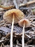  ( - FDS-CA-02234)  @11 [ ] by (2024) Mandy Hackney Fungal Diversity Survey
