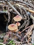  ( - FDS-CA-02234)  @11 [ ] by (2024) Mandy Hackney Fungal Diversity Survey