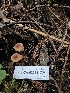  ( - FDS-CA-02234)  @11 [ ] by (2024) Mandy Hackney Fungal Diversity Survey