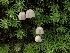  ( - FDS-CA-02237)  @11 [ ] by (2024) Mandy Hackney Fungal Diversity Survey