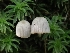  ( - FDS-CA-02237)  @11 [ ] by (2024) Mandy Hackney Fungal Diversity Survey