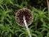  ( - FDS-CA-02237)  @11 [ ] by (2024) Mandy Hackney Fungal Diversity Survey