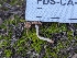  ( - FDS-CA-03702)  @11 [ ] by-nc (2024) Stu Pickell Fungal Diversity Survey