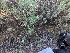  ( - FDS-CA-03702)  @11 [ ] by-nc (2024) Stu Pickell Fungal Diversity Survey