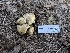 ( - FDS-CA-03588)  @11 [ ] by-nc (2024) Fresno Mycology Society Fungal Diversity Survey