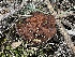  (Phaeolus schweinitzii IN01 - HAY-F-000417)  @11 [ ] cc-by-nc (2023) Damon Tighe FunDiS