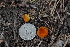  ( - FDS-CA-03597)  @11 [ ] by-nc (2024) Fresno Mycology Society Fungal Diversity Survey