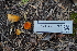  ( - FDS-CA-03597)  @11 [ ] by-nc (2024) Fresno Mycology Society Fungal Diversity Survey