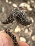  ( - FDS-CA-00112)  @11 [ ] by-nc (2024) Taye Bright Fungal Diversity Survey