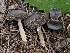  ( - FDS-CA-00112)  @11 [ ] by-nc (2024) Taye Bright Fungal Diversity Survey