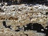  ( - FDS-CA-00115)  @11 [ ] by-nc (2024) Taye Bright Fungal Diversity Survey