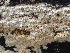  ( - FDS-CA-00115)  @11 [ ] by-nc (2024) Taye Bright Fungal Diversity Survey