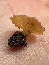  ( - FDS-CA-00116)  @11 [ ] by-nc (2024) Taye Bright Fungal Diversity Survey