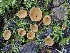  ( - FDS-CA-00116)  @11 [ ] by-nc (2024) Taye Bright Fungal Diversity Survey