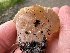  ( - FDS-CA-00121)  @11 [ ] by-nc (2024) Taye Bright Fungal Diversity Survey