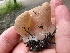  ( - FDS-CA-00121)  @11 [ ] by-nc (2024) Taye Bright Fungal Diversity Survey