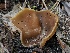  ( - FDS-CA-00121)  @11 [ ] by-nc (2024) Taye Bright Fungal Diversity Survey