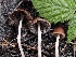  ( - FDS-CA-00120)  @11 [ ] by-nc (2024) Taye Bright Fungal Diversity Survey
