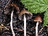  ( - FDS-CA-00120)  @11 [ ] by-nc (2024) Taye Bright Fungal Diversity Survey
