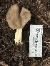  ( - FDS-CA-00122)  @11 [ ] by-nc (2024) Taye Bright Fungal Diversity Survey