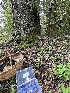  ( - FDS-CA-00122)  @11 [ ] by-nc (2024) Taye Bright Fungal Diversity Survey