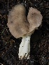  ( - FDS-CA-00122)  @11 [ ] by-nc (2024) Taye Bright Fungal Diversity Survey