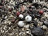  (Tulostoma - FDS-CA-01671)  @11 [ ] c (2024) Rudy Diaz Fungal Diversity Survey