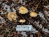  ( - FDS-CA-04203)  @11 [ ] by-nc (2024) Fresno Mycology Society Fungal Diversity Survey