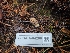  ( - FDS-CA-04206)  @11 [ ] by-nc (2024) Fresno Mycology Society Fungal Diversity Survey