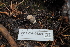  ( - FDS-CA-04206)  @11 [ ] by-nc (2024) Fresno Mycology Society Fungal Diversity Survey