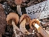  ( - FDS-CA-03838)  @11 [ ] by-nc (2024) Stu Pickell Fungal Diversity Survey