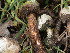  ( - FDS-CA-03683)  @11 [ ] by-nc (2024) Stu Pickell Fungal Diversity Survey