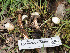  ( - FDS-CA-03683)  @11 [ ] by-nc (2024) Stu Pickell Fungal Diversity Survey
