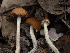 ( - FDS-CA-03686)  @11 [ ] by-nc (2024) Stu Pickell Fungal Diversity Survey