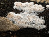  ( - FDS-CA-03717)  @11 [ ] by-nc (2024) Stu Pickell Fungal Diversity Survey